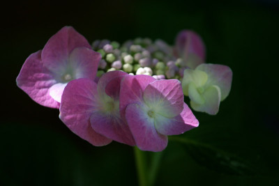 Hortensie-1-f.jpg