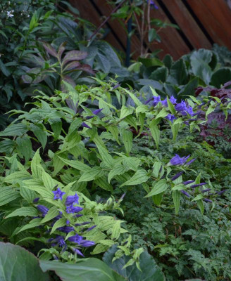 Gentiana_asclepiadea.16-2.jpg