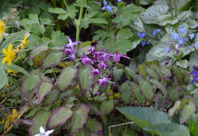 Epimedium-Freya.22-3.jpg