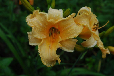 08.07.2008_014.jpg