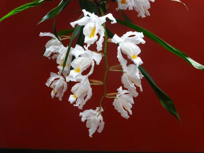 Coelegine cristata_P1020071.JPG