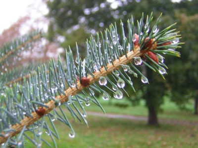 77Picea_sitchenensis.jpg