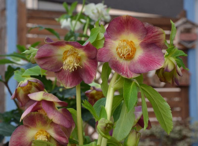 Helleborus-Neon.17-2.jpg