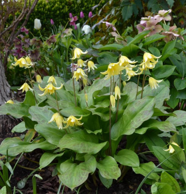 Erythronium-Pagoda.16-2.jpg