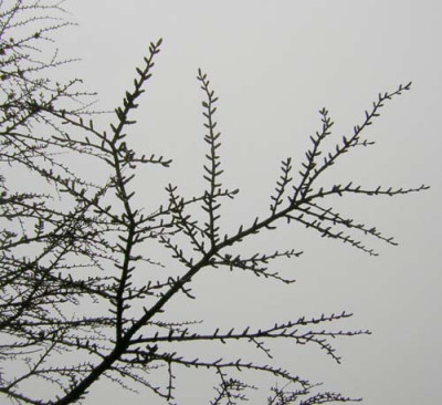 77Pseudolarix_amabilis.jpg