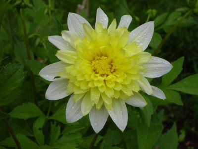 18._Juli_2008_021kl.23_Dahlia_Lambada.JPG