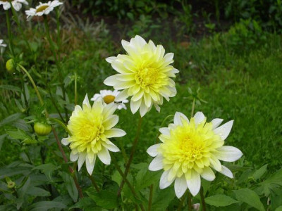18._Juli_2008_020kl.21_Dahlia_Lambada_Freyas_P._Doble.JPG