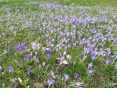 Krokusse.jpg