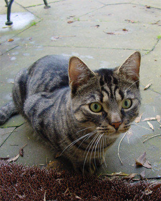 tiger_besuch.jpg