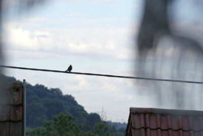 amsel_2.jpg
