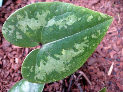 Asarum_taipingshanianum.JPG