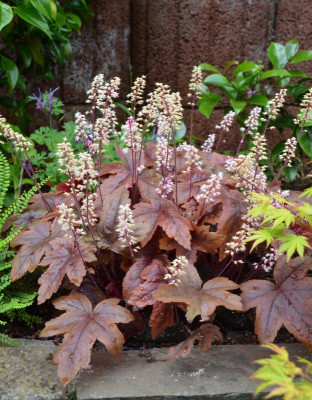 Heuchera-BrassLantern.16-1.jpg