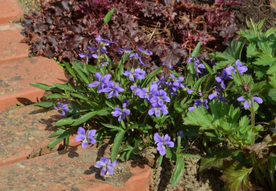 Viola_palmata.22-1.jpg