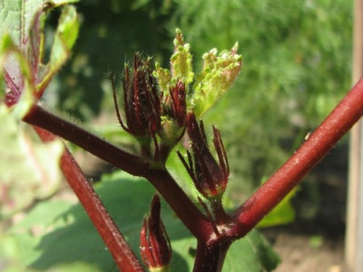 okra1.JPG