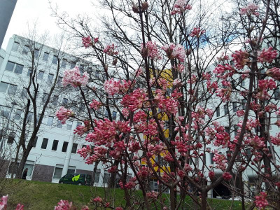 Viburnum.jpg