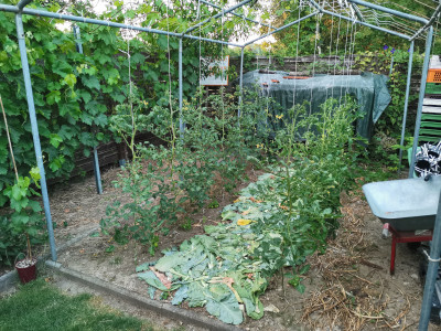 Tomaten 20230612.jpeg