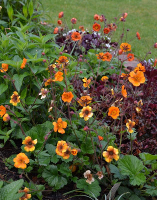 Geum_coccineum-Carlskaer.20-2.jpg