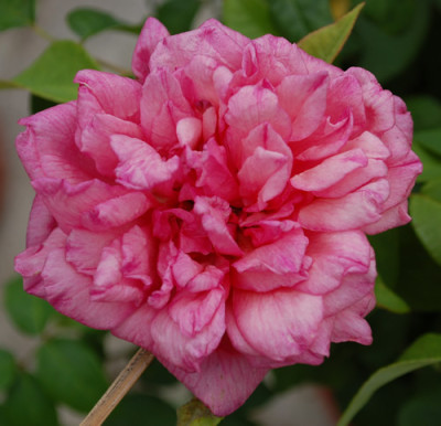 Beaute_Inconstante_T_0010_DSC_2789.jpg