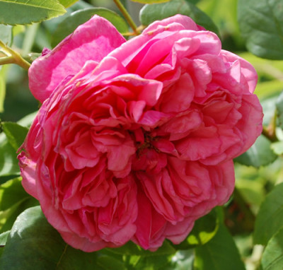 Theodor_Korner_0010__32679.jpg