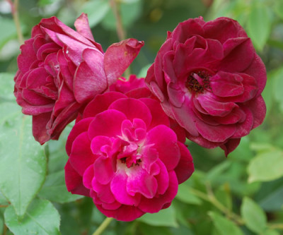 Burgundy_Ice_0010__32767.jpg