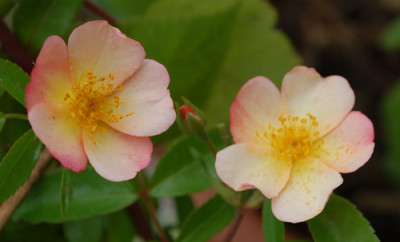 Plaisanterie_0010__32791.jpg