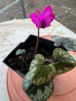 2024-02-20 Grabbeltisch-Cyclamen 1.jpg