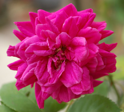 Reine_Marguerite_dItalie_0010__32777.jpg
