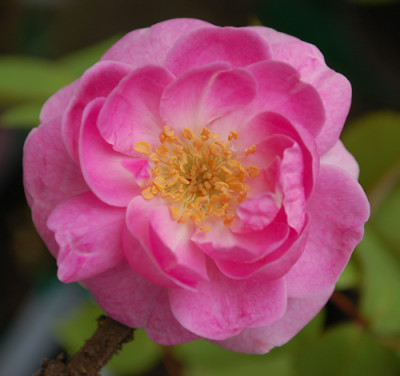 Nymphe_Egeria_0010__32783.jpg
