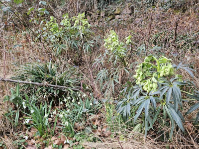helleborus foetidus Gargoyle 20240220_152311.jpg