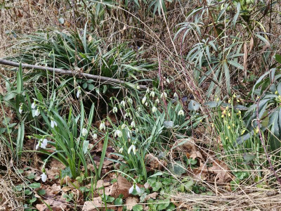 Merlin Cowhouse Green Spindlestone Surprise 20240220_152248.jpg