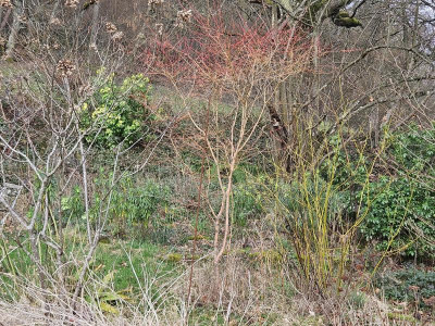 Cornus Midwinter Fire 20240220_152008.jpg