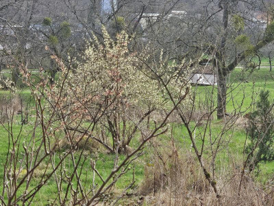 Lonicera x purpusii 20240220_152358.jpg