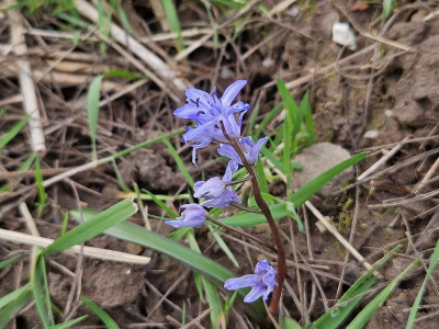 Scilla bifolia 20240220_151402.jpg