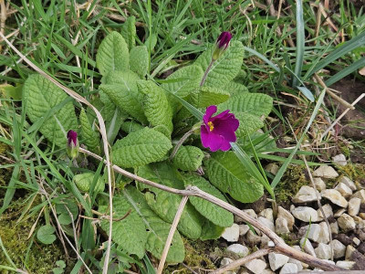 Primula vulgaris Magenta 20240220_151418.jpg