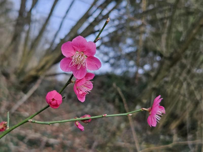 Prunus mume Beni-chidori 20240220_150749.jpg