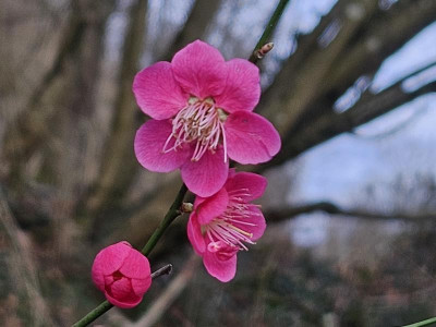 Prunus mume Beni-chidori 20240220_150647.jpg