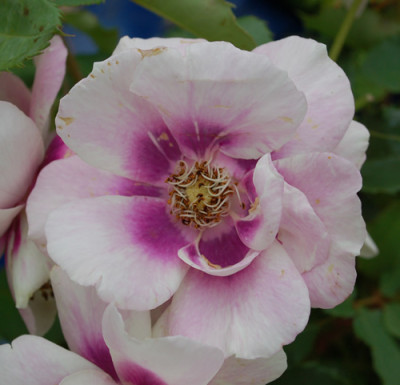 Pejambigeye_0010__32769.jpg