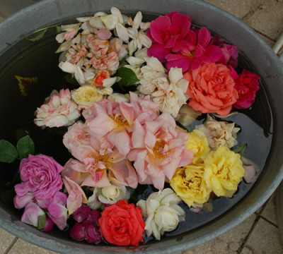 Rosen_von_Fabien_Ducher_0010__32780.jpg
