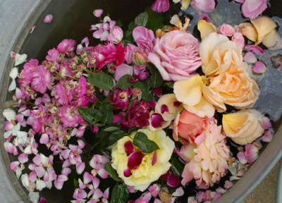 Rosen_von_Fabien_Ducher_0010__32781.jpg