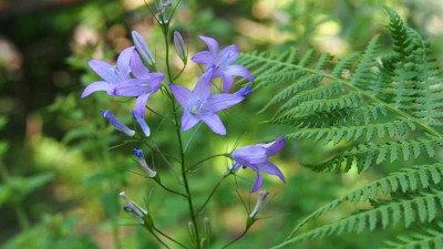 Campanula rapunculus b P7070272.JPG