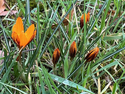 2024-02-21 Crocus im Grünen.jpg