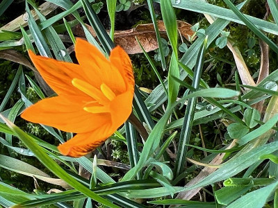 2024-02-21 Crocus im Grünen a.jpg