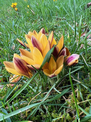 2024-02-21 Crocus im Grünen b.jpg