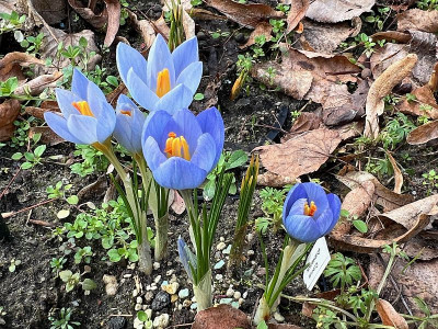 2024-02-21 Crocus.jpg