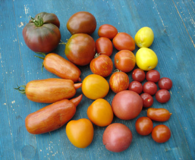 tomaten081.jpg