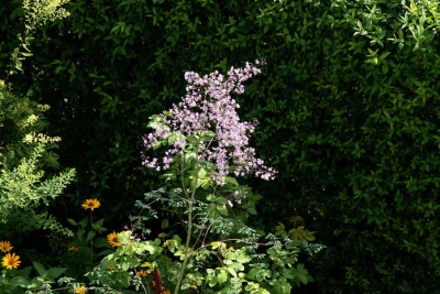 St_Thalictrumrochbrunianum220078.jpg