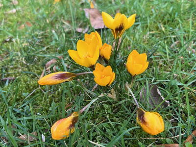 2024-02-22 Crocus im Grünen.jpg