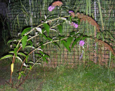 PICT0076_Buddleia_dav.jpg