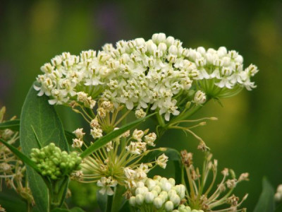 asclepias_weiss.jpg
