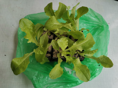 Salat 5er EPT.jpeg